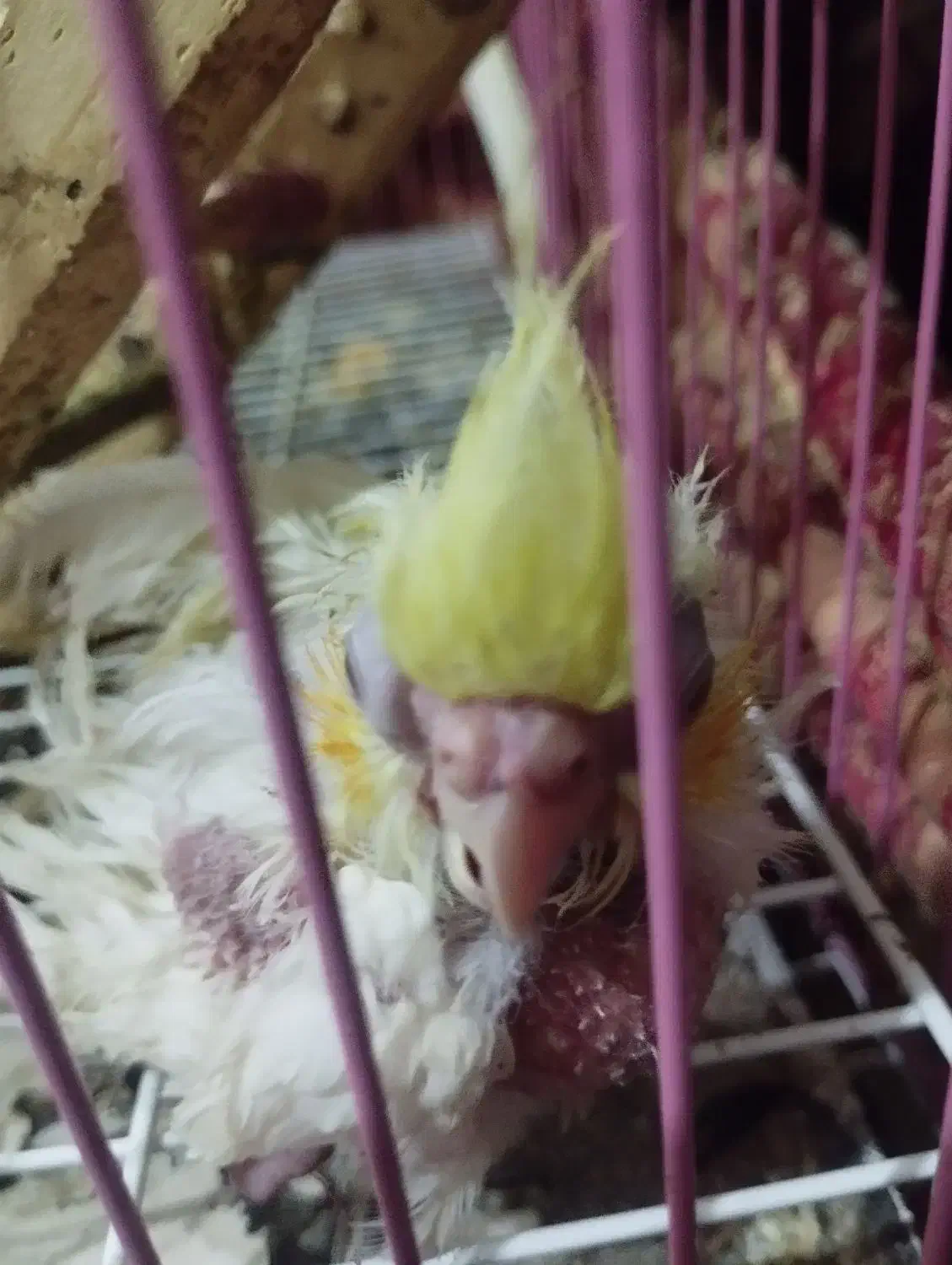 عروس هلندی با تمام لوازم و قفس بزرگ|پرنده|گالیکش, |دیوار