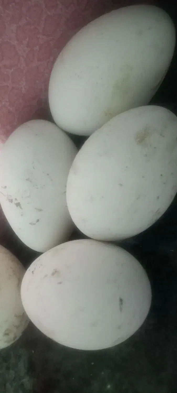 تخم غاز|حیوانات مزرعه|امیدیه, |دیوار