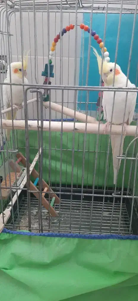 جفت عروس هلندی|پرنده|اهواز, شهرک دانشگاه|دیوار