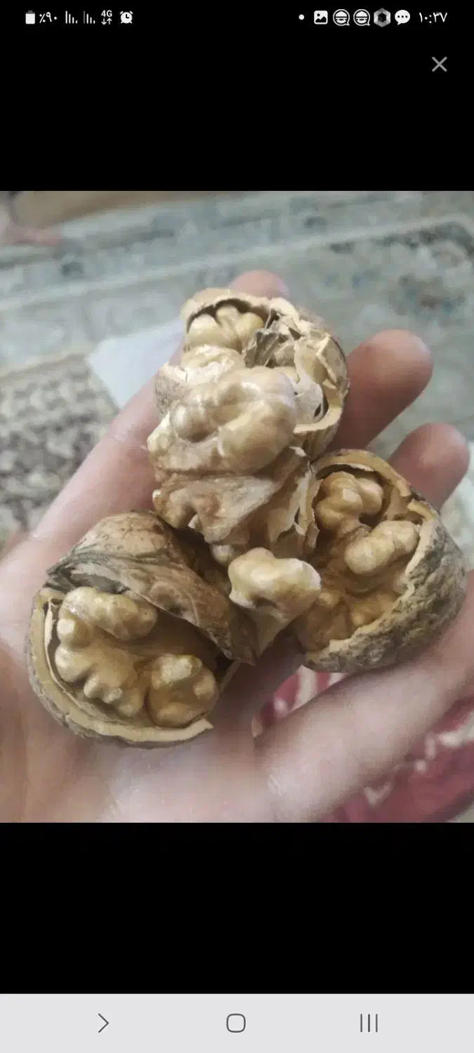 گردو کلات پرچرب کلات رسید خوشمزه|خوردنی و آشامیدنی|مشهد, شهید شهریاری|دیوار