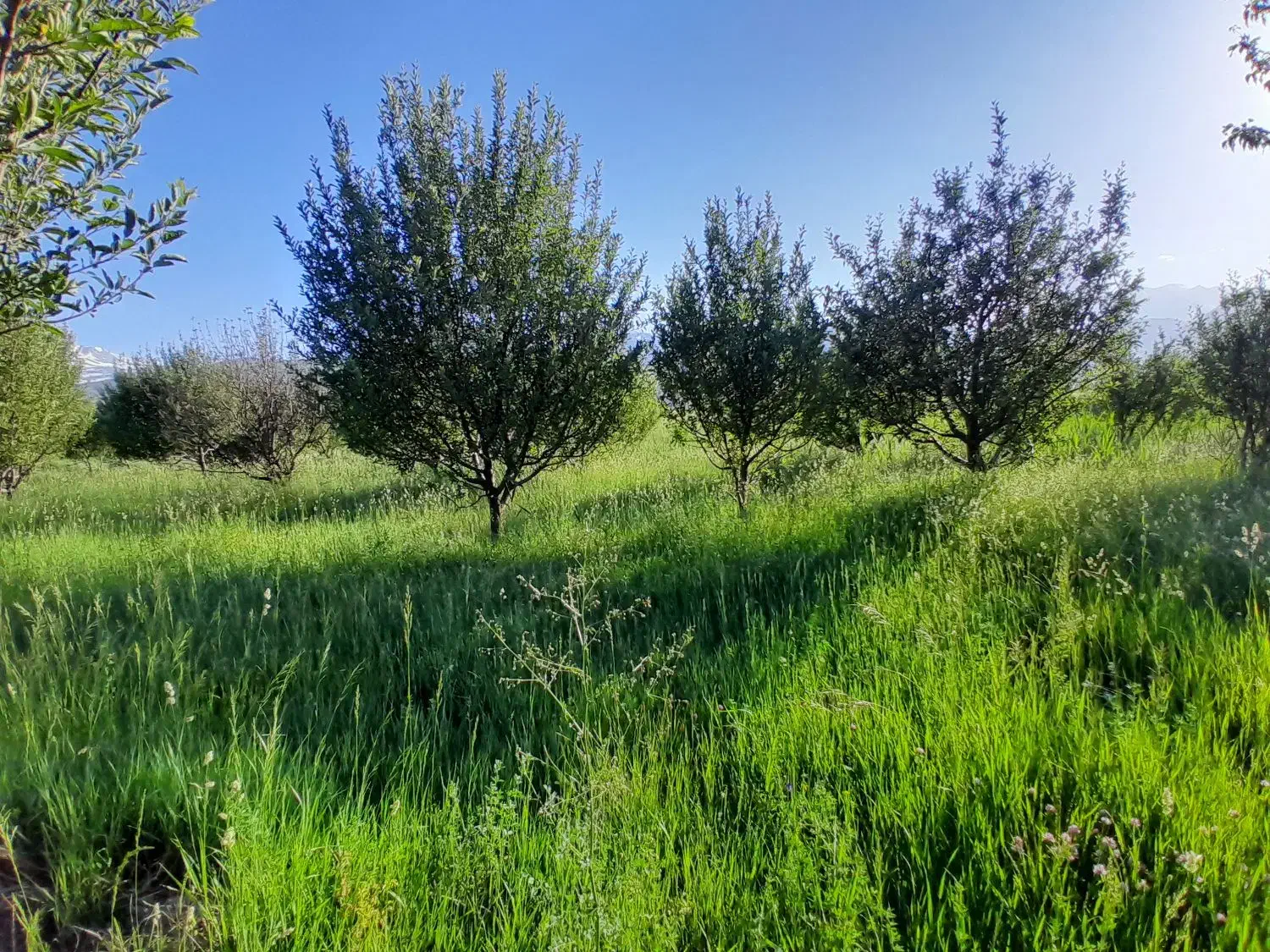 باغ|فروش دفتر صنعتی، کشاورزی، تجاری|سیلوانه, |دیوار