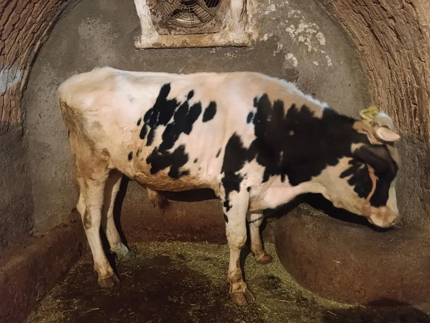 گاو و گوساله گوشتی|حیوانات مزرعه|دهگلان, |دیوار