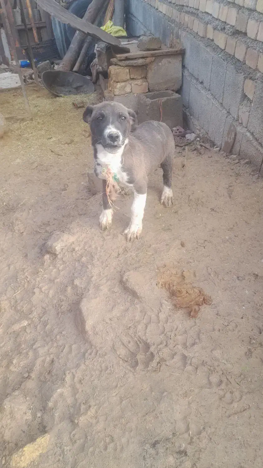 دو عدد پاکوتاه نرو ماده واگذاری|سگ|بیستون, |دیوار