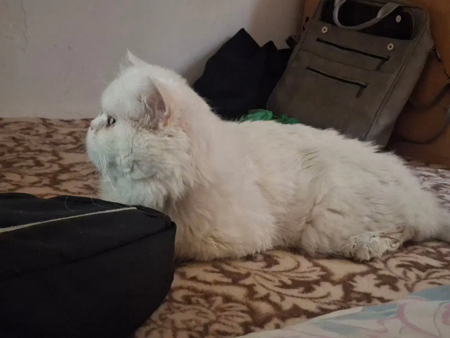 گربه پرشین|گربه|ساری, |دیوار