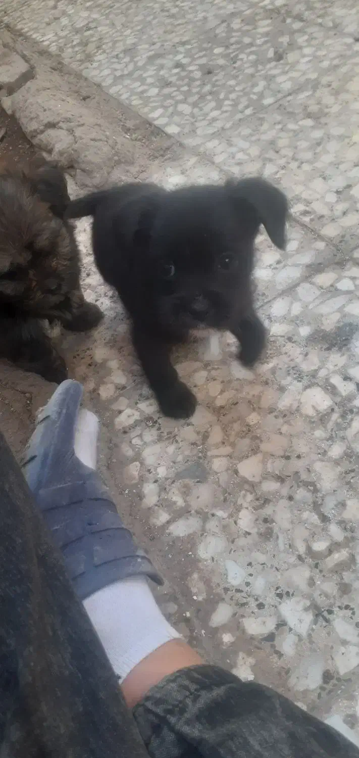 سگ نژاد دار|سگ|الوند, |دیوار