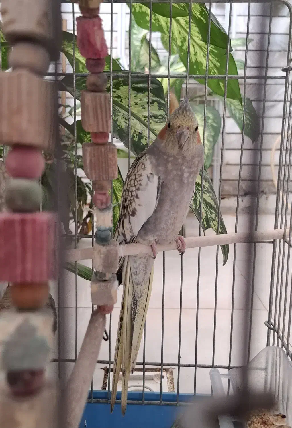 عروسی هلندی|پرنده|قصرشیرین, |دیوار