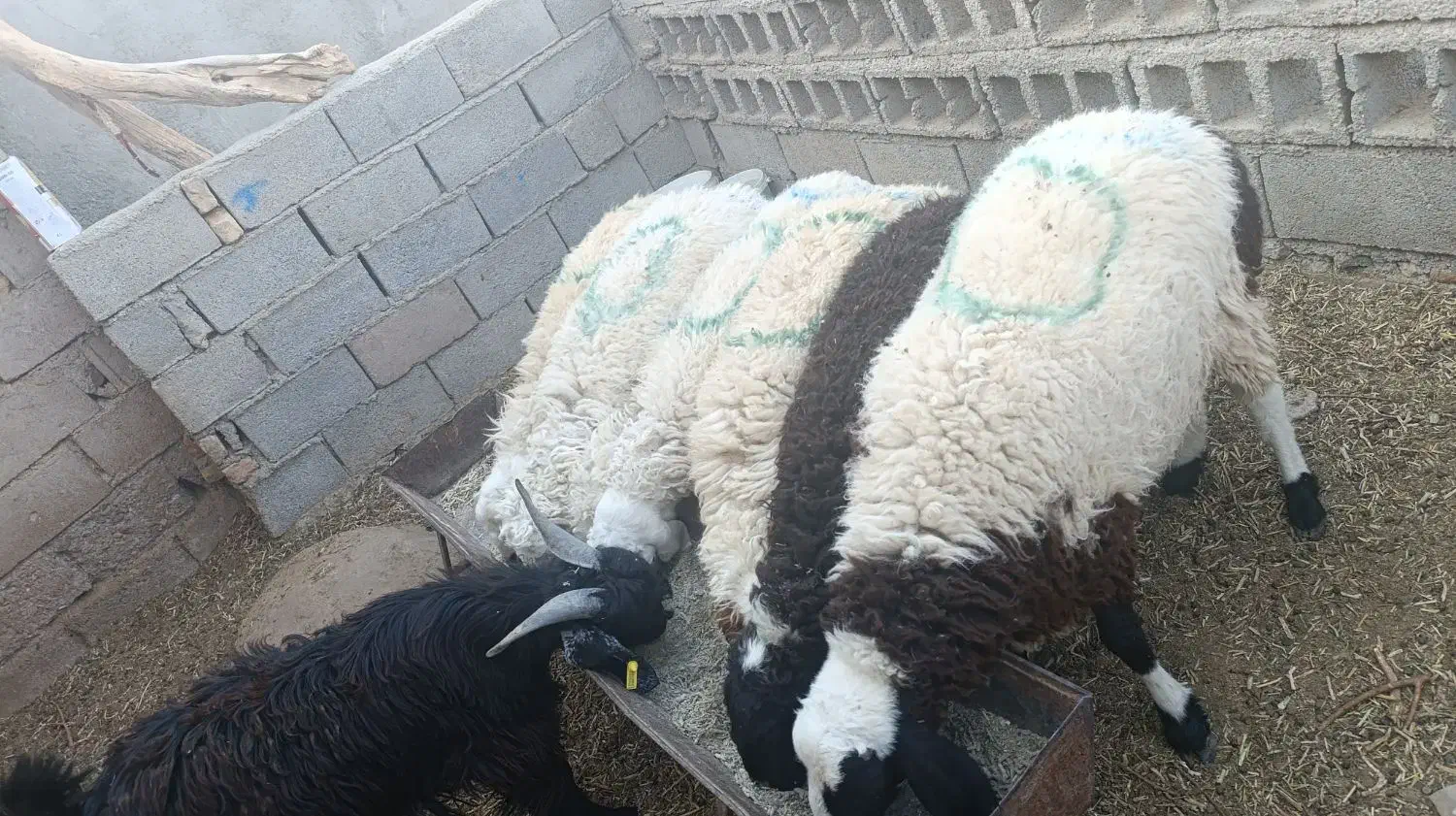 بره فروشی|حیوانات مزرعه|زیرکوه, |دیوار