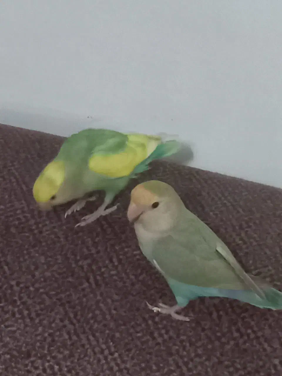 پرنده برزیلی|پرنده|رضوانشهر, |دیوار