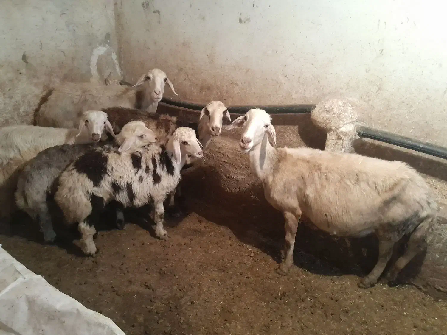 میش وبره وقوچ|حیوانات مزرعه|اشترینان, |دیوار