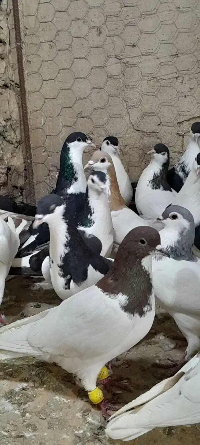 رنگه دانه ۱۸۰|پرنده|مشهد, کوشش|دیوار