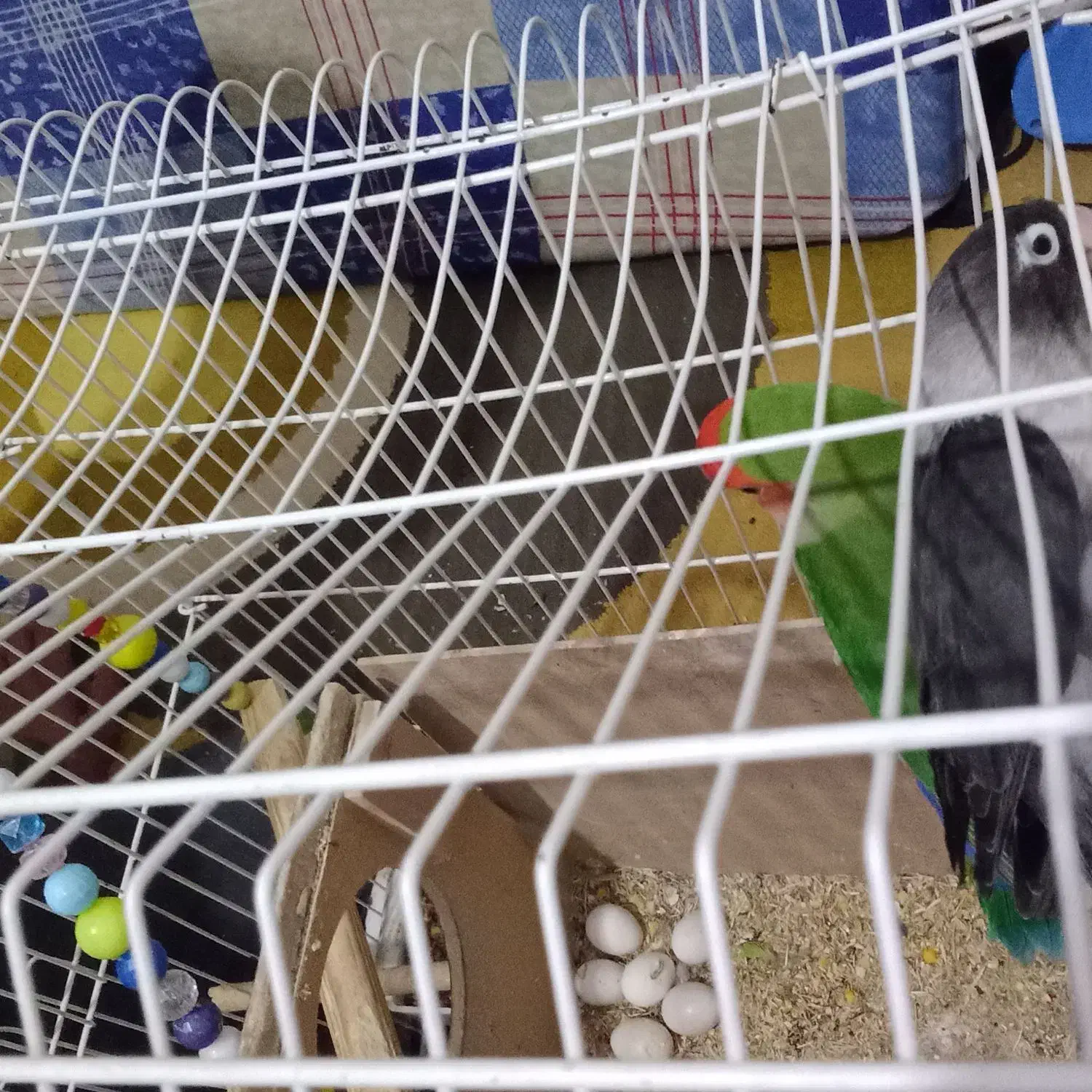 جفت طوطی برزیلی|پرنده|حمیدیه, |دیوار