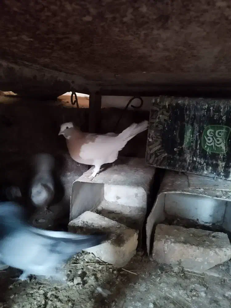 کتوتر|پرنده|مرودشت, کناره|دیوار