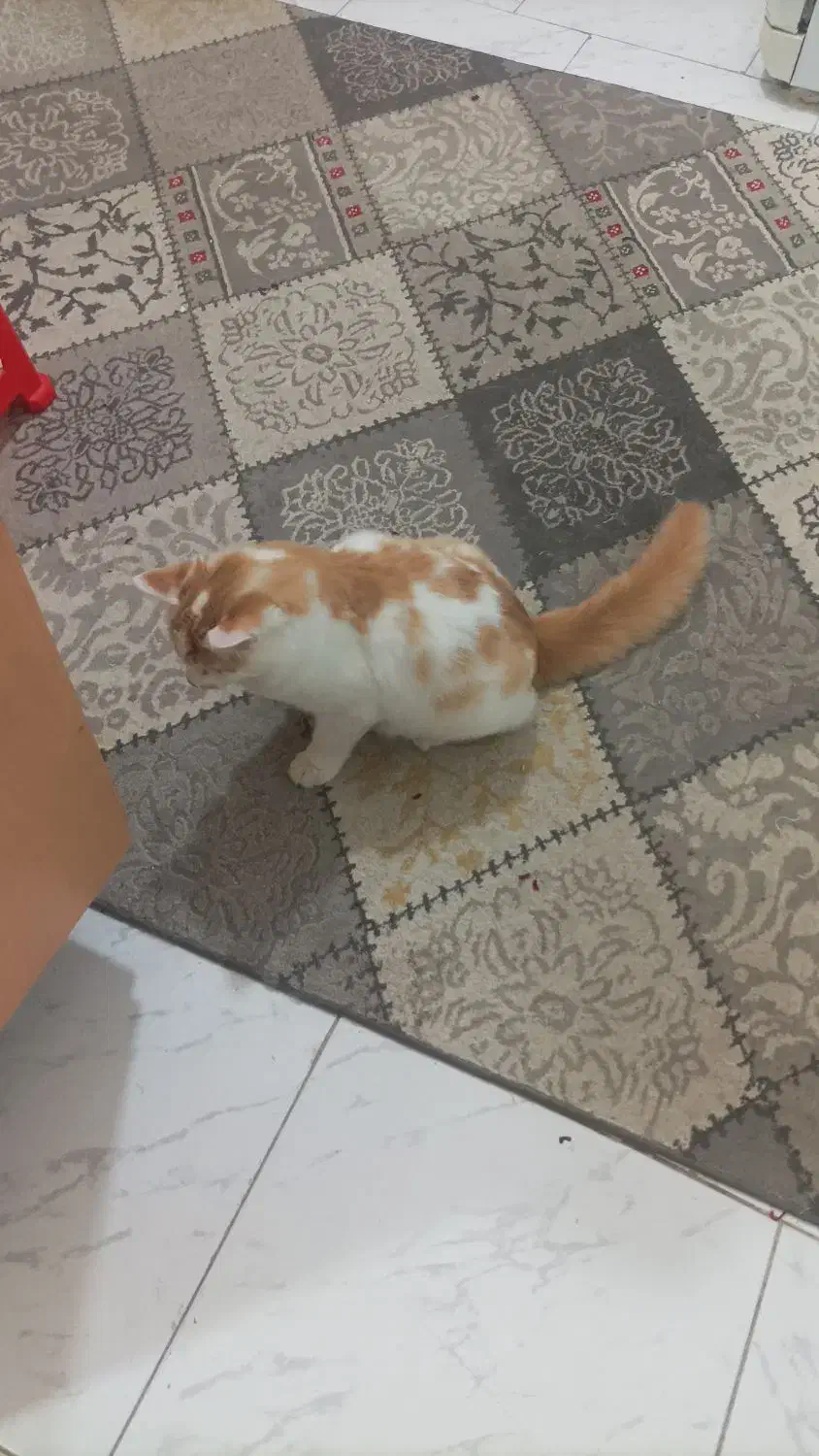 واگذاری گربه شکمو|گربه|قائمشهر, |دیوار