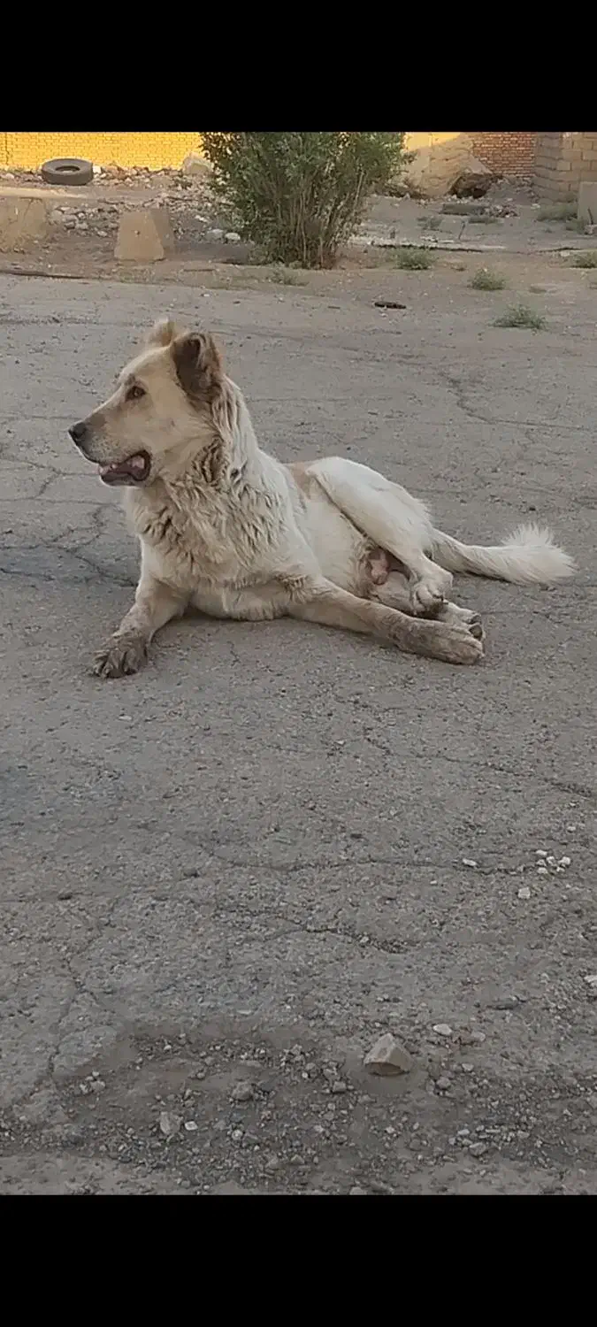 یک ماده خیلی زیبا و نگهبان|سگ|پاکدشت, پاکدشت (مامازند)|دیوار