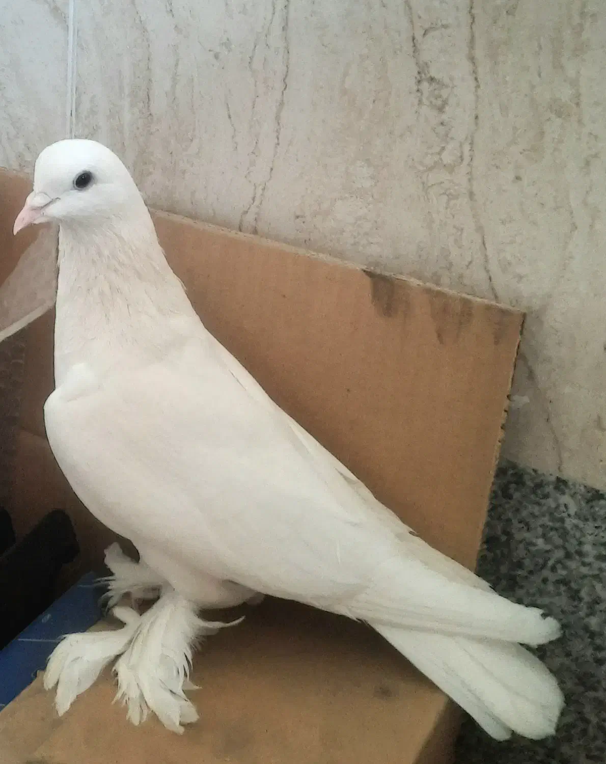 کفتر|پرنده|تبریز, |دیوار