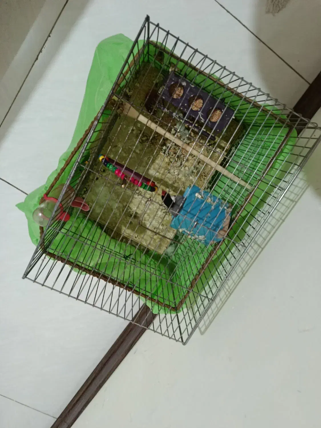 پرنده|پرنده|فردیس, قریشی|دیوار