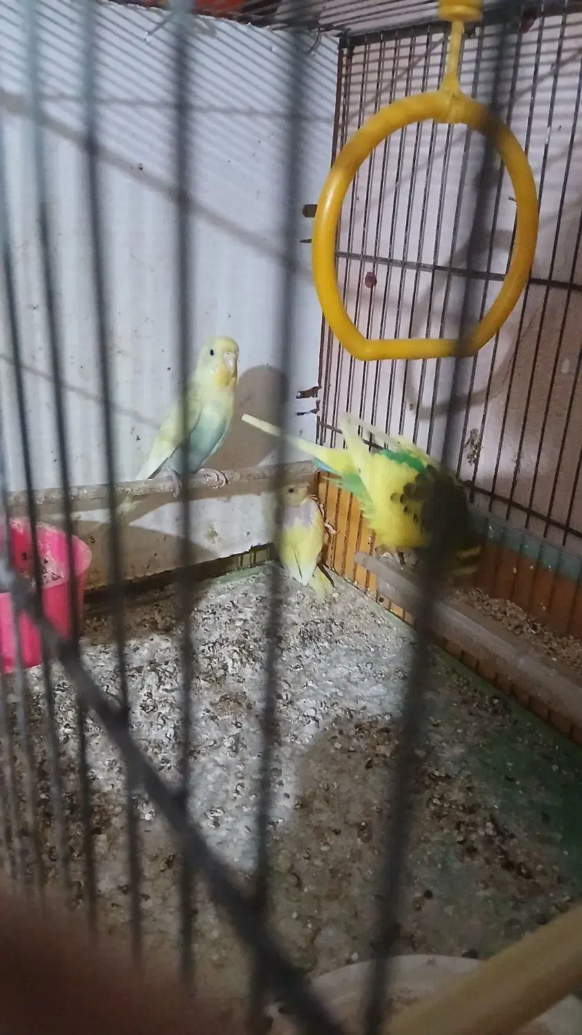 فروش یکجفت مرغ عشق مولد باچهارتا جوجه تازه دونخور|پرنده|ساری, |دیوار