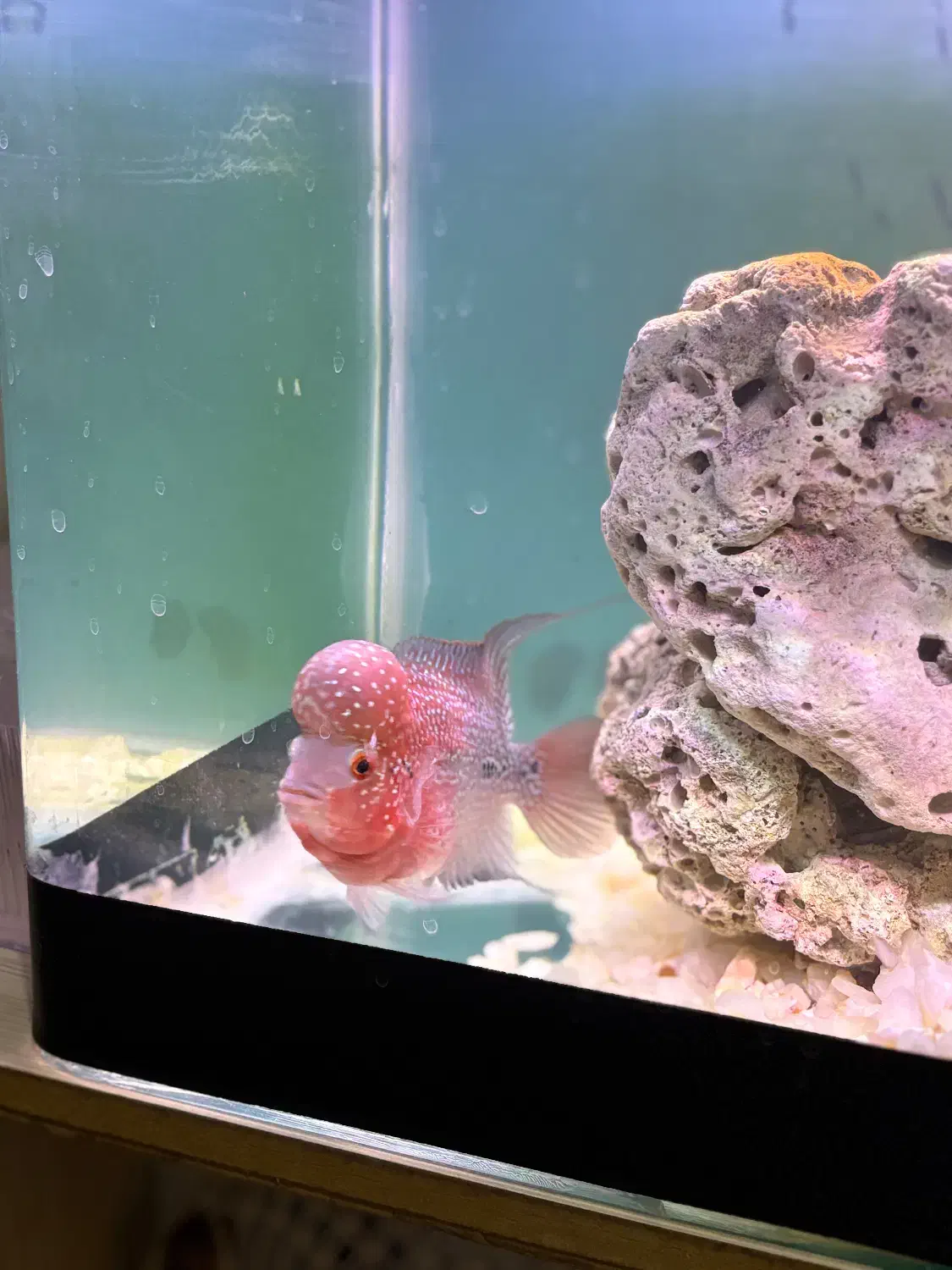 ماهی فلاور هورن‌ گرید A|ماهی|اردبیل, |دیوار