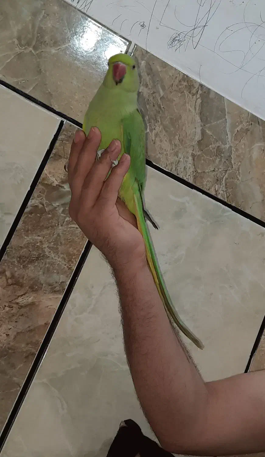 طوطی ملنگو ماده|پرنده|اهواز, اهواز|دیوار