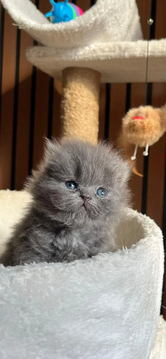 عروسکا|گربه|قزوین, |دیوار