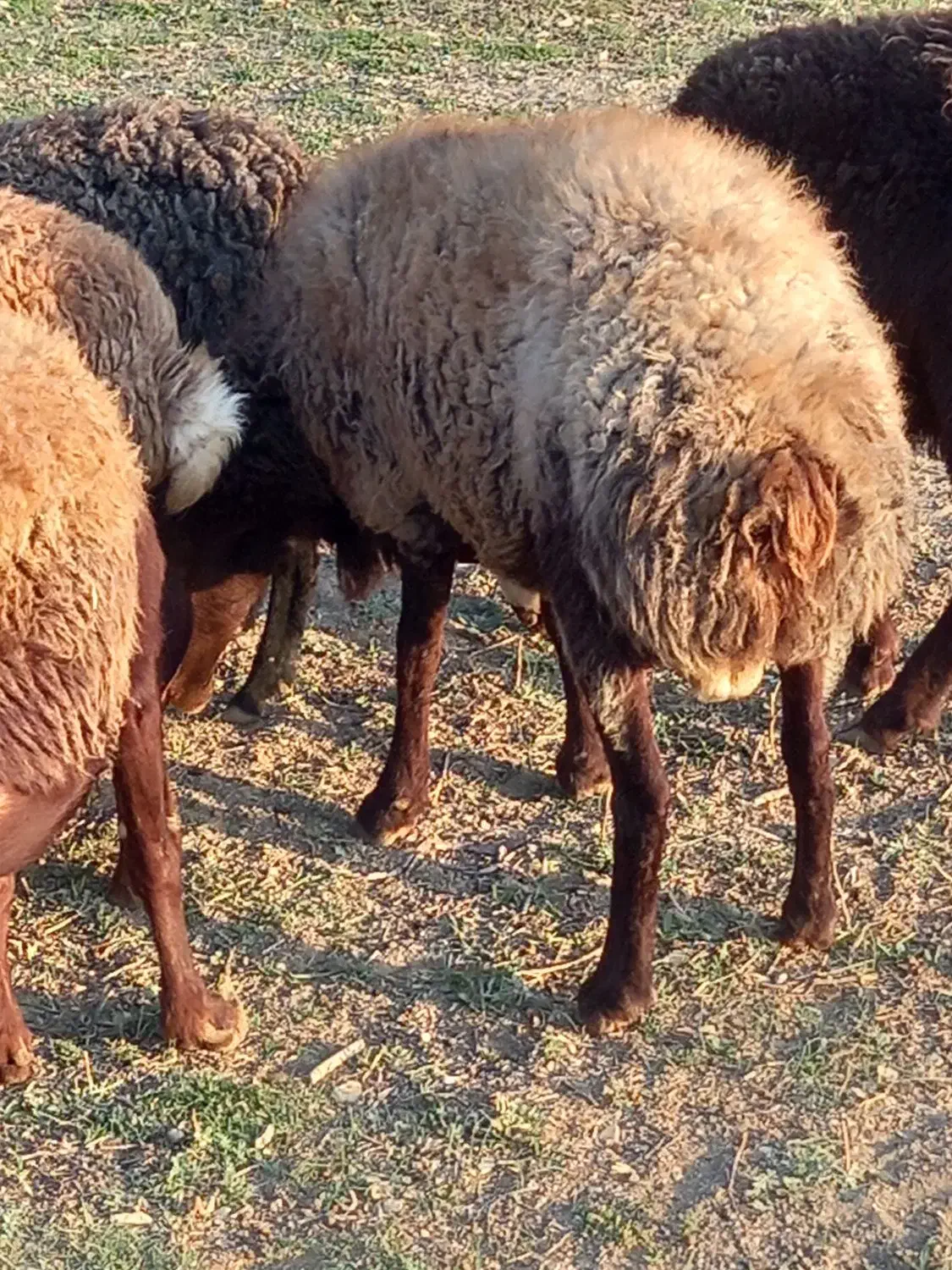 گوسفند وبره گوشتی گشتاری|حیوانات مزرعه|رودهن, |دیوار