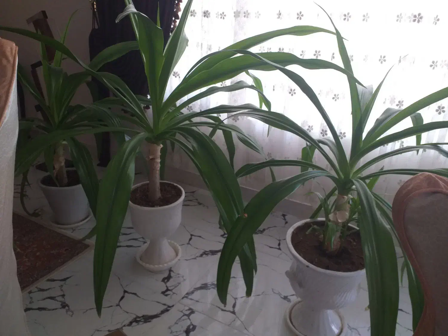 سلام گلها زیبا وقشنگ یک عدد ۹صد هزارتمان گلدنهای|گل و گیاه طبیعی|بروجرد, |دیوار