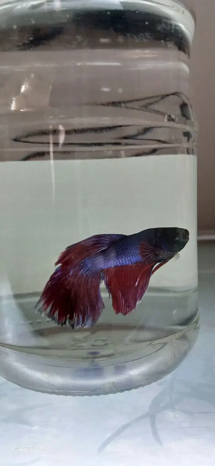 ماهی فایتر جفت|ماهی|کرمانشاه, |دیوار