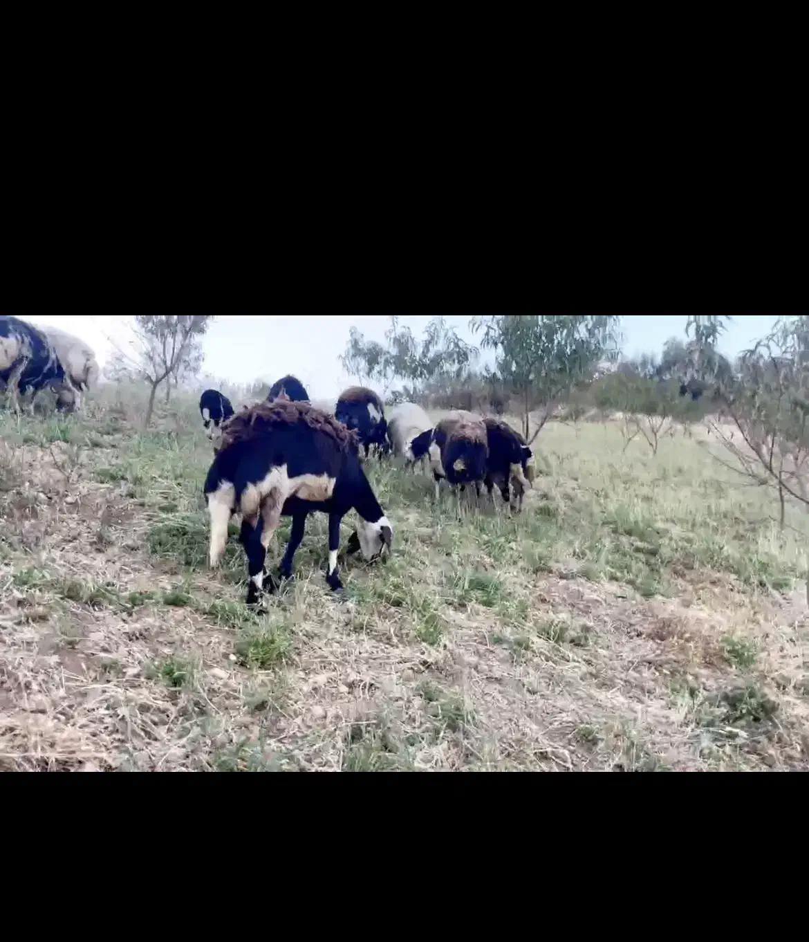 بره ماده|حیوانات مزرعه|بروجرد, |دیوار