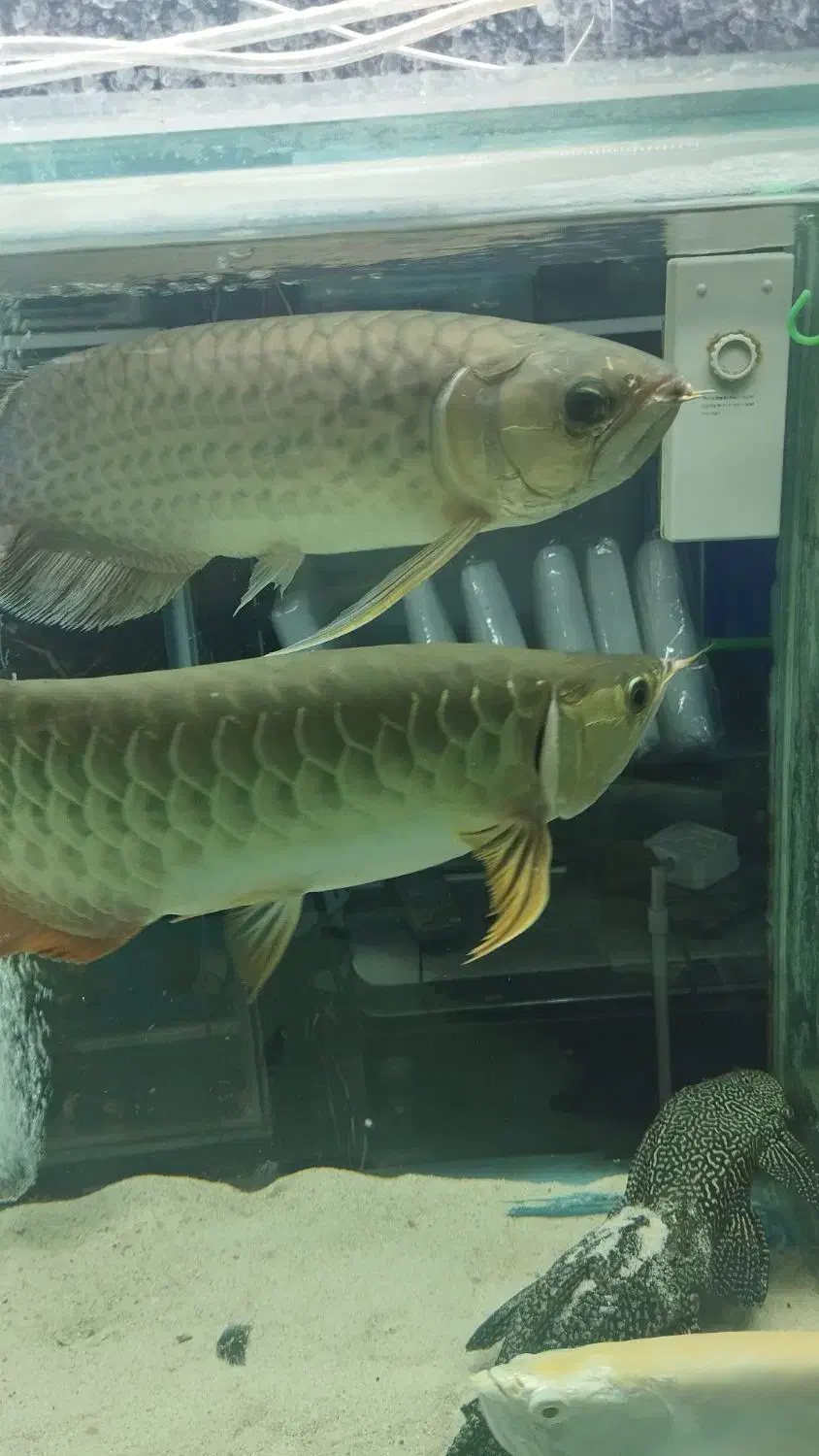 آروانا،سفره ماهی آکواریوم گلدفیش|ماهی|ملایر, |دیوار