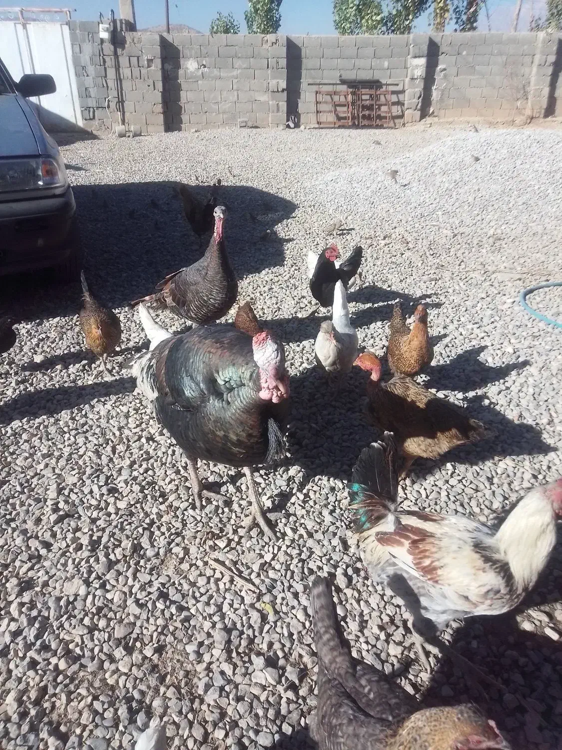 مرغ وخروس|حیوانات مزرعه|چیتاب, |دیوار