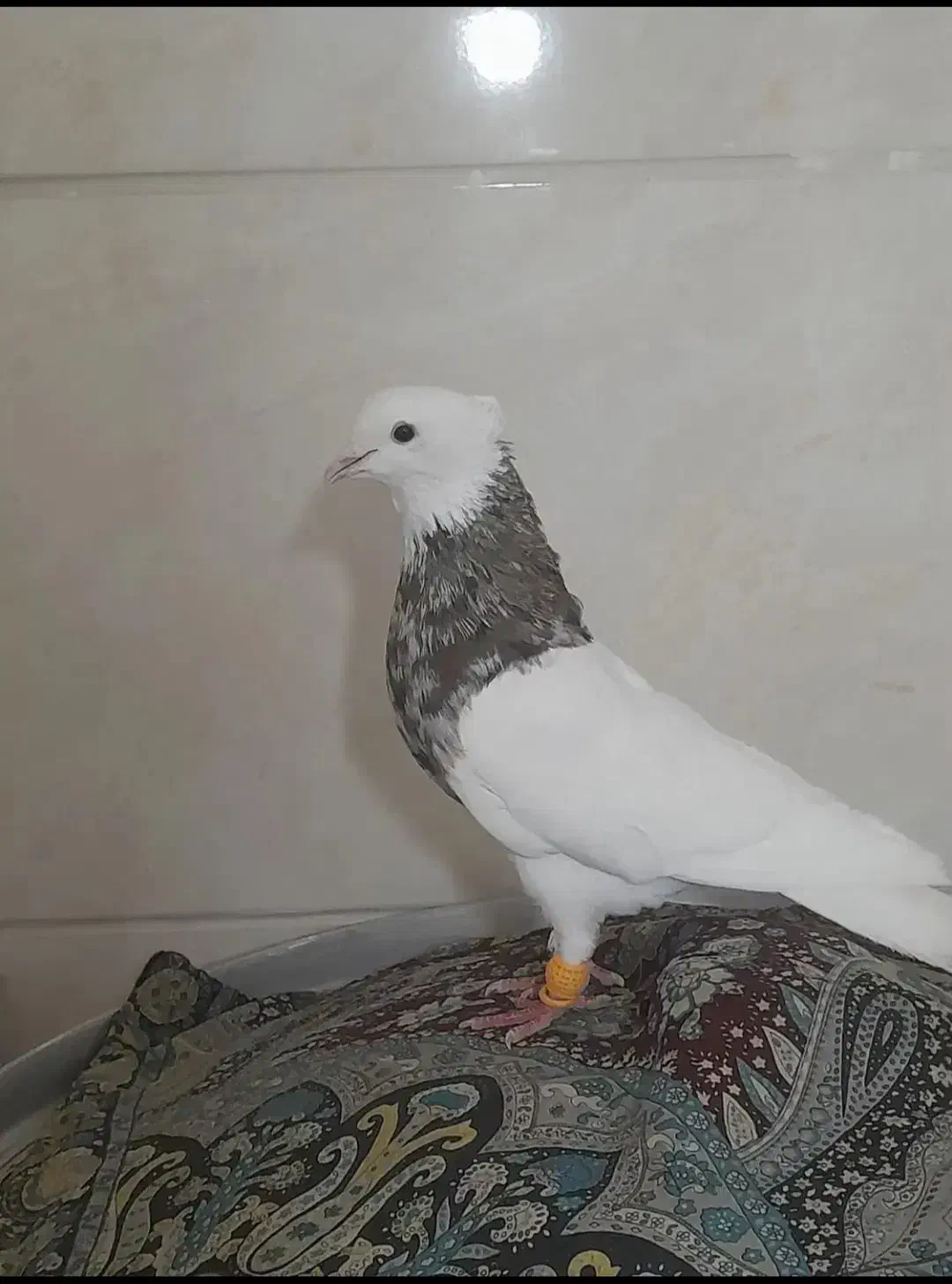 کبوتر|پرنده|اردبیل, |دیوار