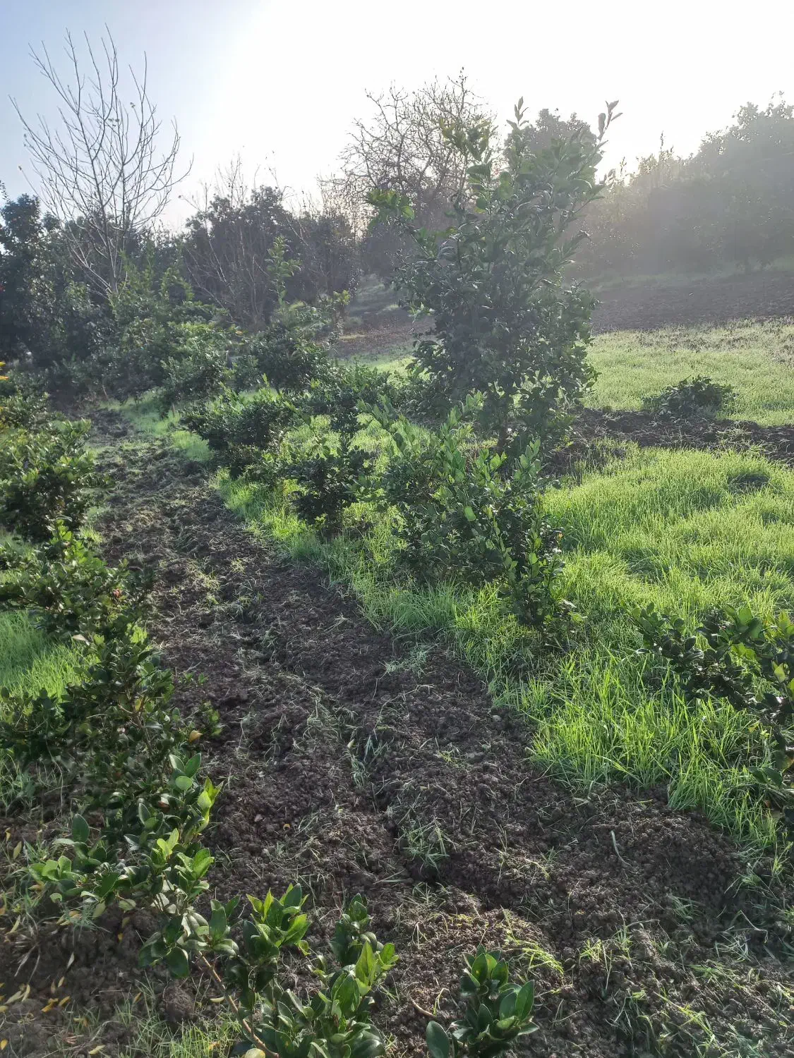 فروش گل یاس هلندی|گل و گیاه طبیعی|قائمشهر, |دیوار