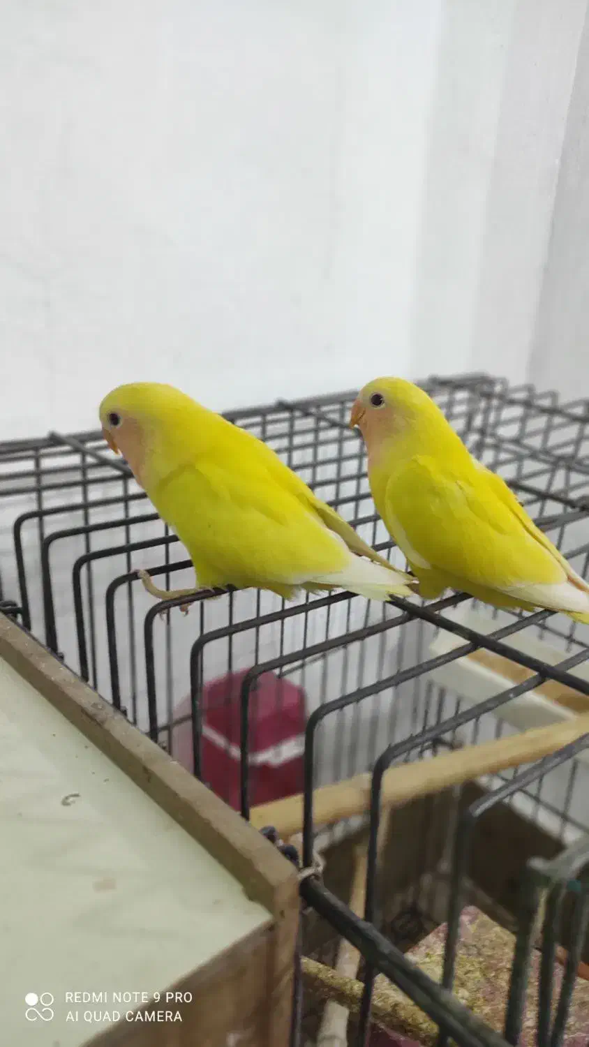 طوطی برزیلی|پرنده|گرمی, |دیوار