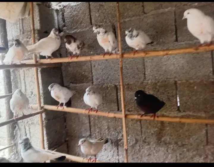 کبوتر پرشی|پرنده|صومعه‌سرا, |دیوار