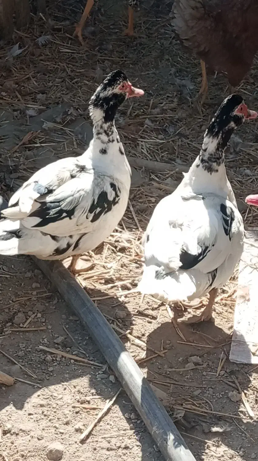 مرغابی اسرائیلی|حیوانات مزرعه|چناران, |دیوار