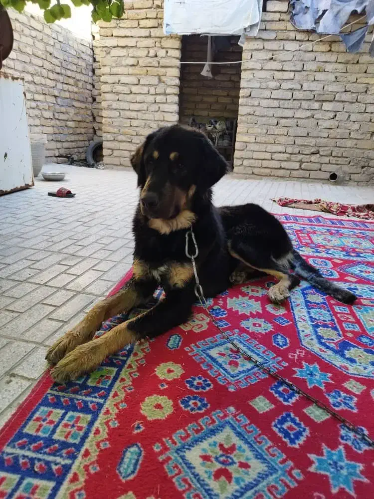 واگذاری سگ بومی به صورت رایگان برای تربت حیدریه|سگ|تربت‌حیدریه, شهرک ولیعصر|دیوار