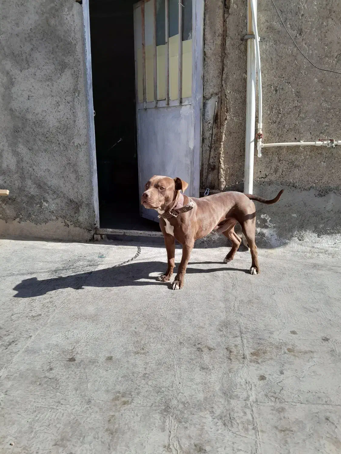 سگ پیت بول اصل|سگ|قدس, شهرقدس|دیوار