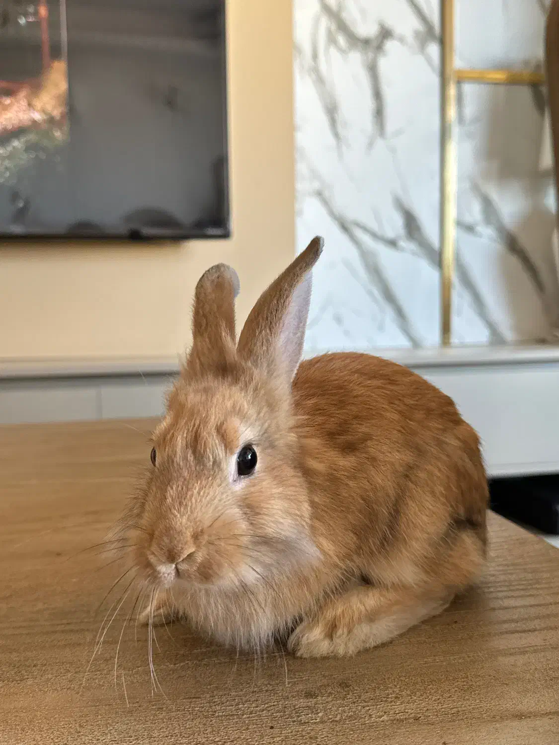 خرگوش|موش و خرگوش|نوشهر, |دیوار