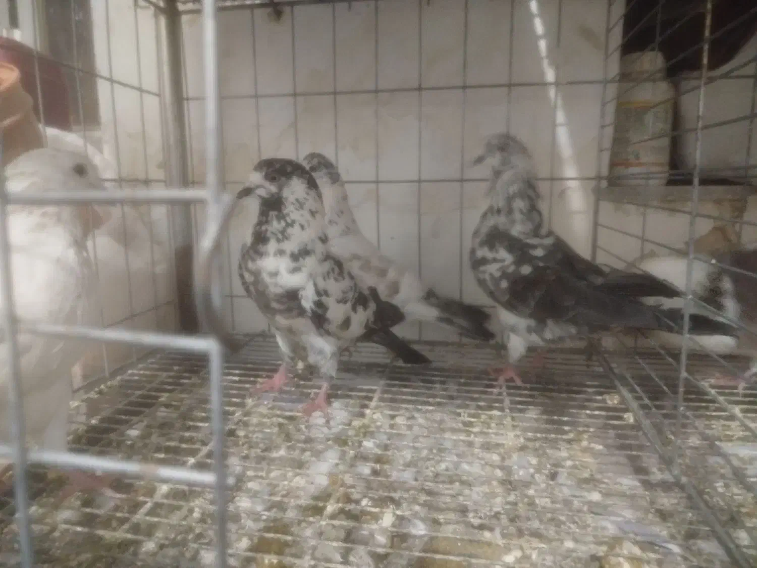 کبوتر تهرانی|پرنده|سرپل ذهاب, |دیوار