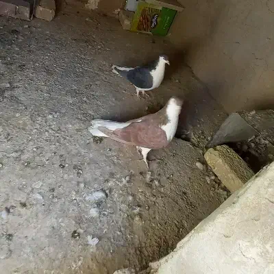 کبوتر|پرنده|زرند, |دیوار