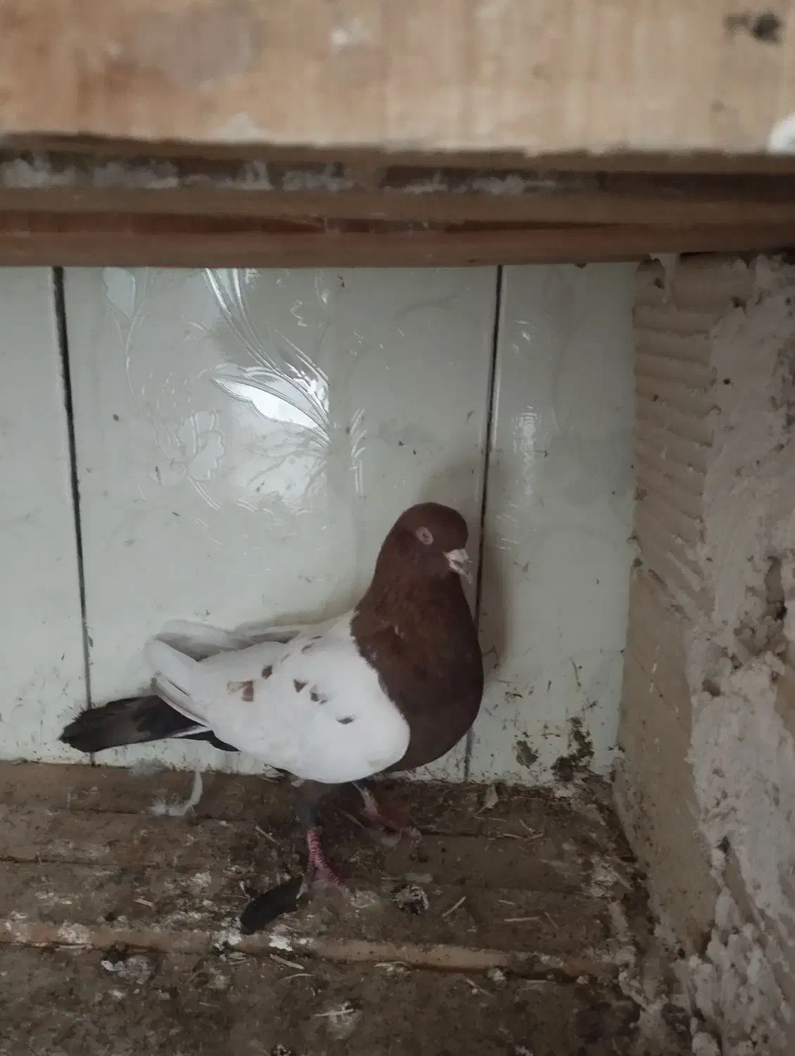 کبوتر .|پرنده|نهبندان, |دیوار