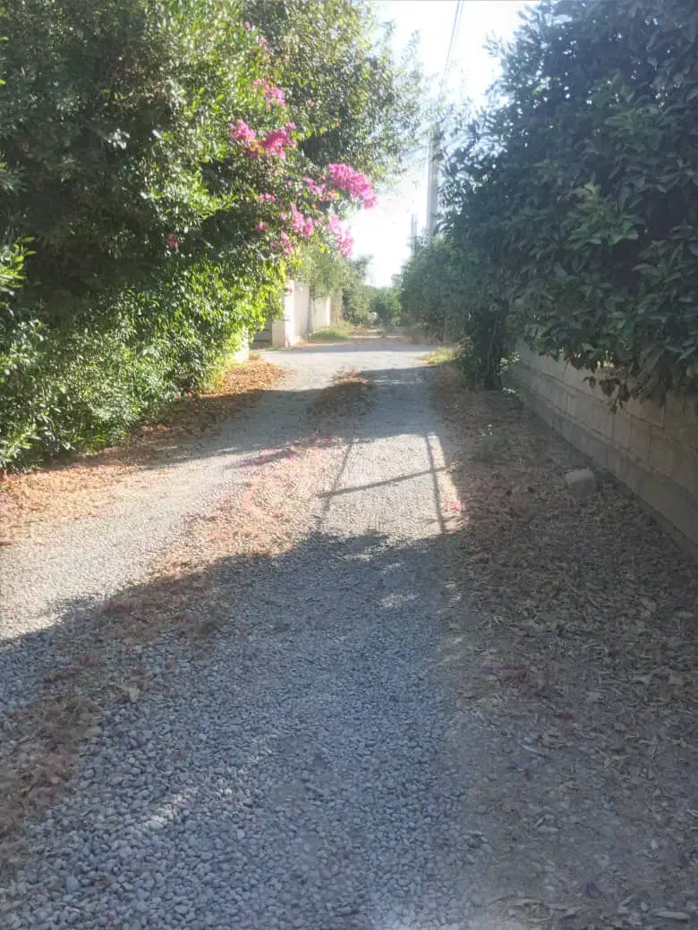 خریدوفروش انواع لیمو ها و پرتقال وپر ۱۴۵هزارتومان|خدمات باغبانی و درختکاری|دزفول, |دیوار