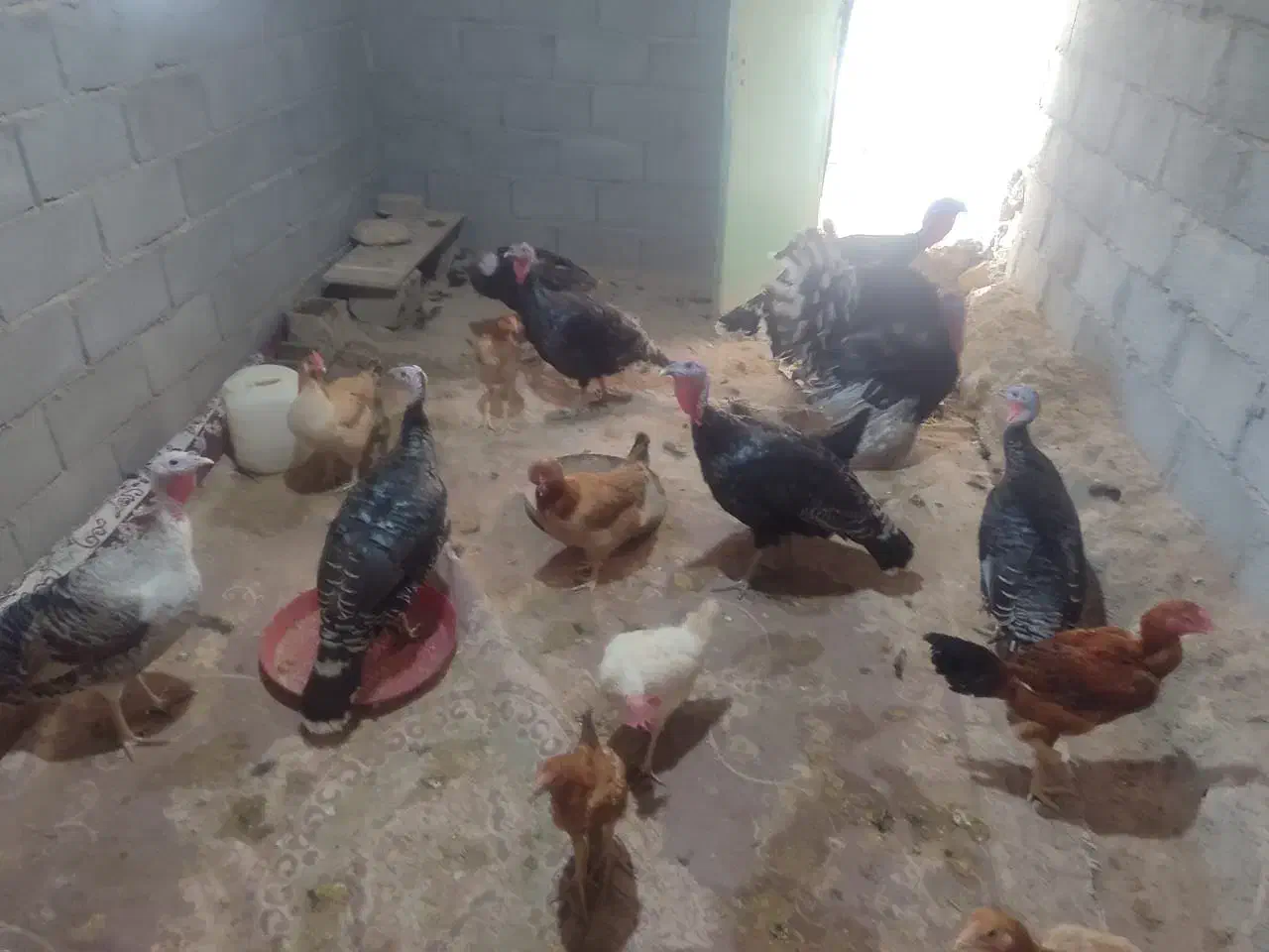 فروش|پرنده|لامرد, |دیوار