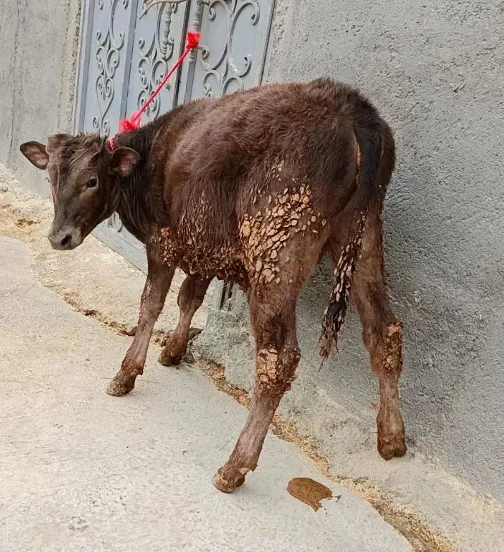 گوساله نر شاروله حدوداً ۲۰۰کیلو|حیوانات مزرعه|ایجرود, |دیوار