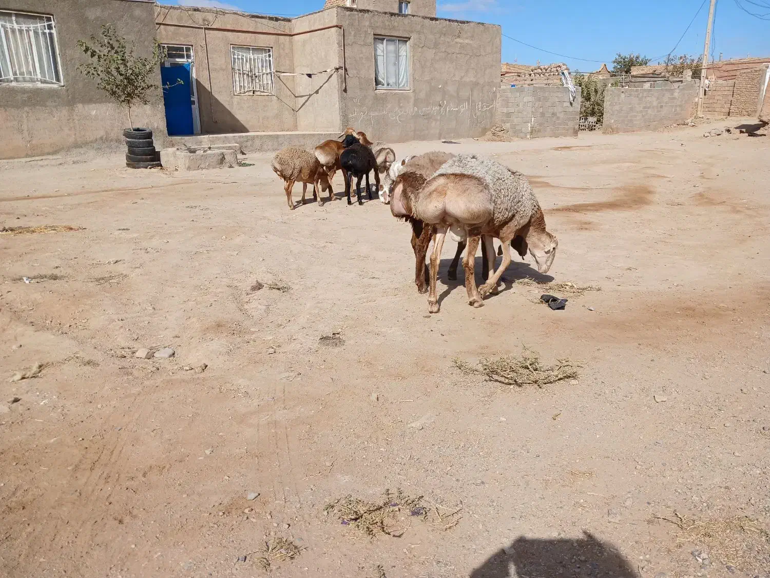 بره قوچی چینی|حیوانات مزرعه|تربت جام, جامرود|دیوار