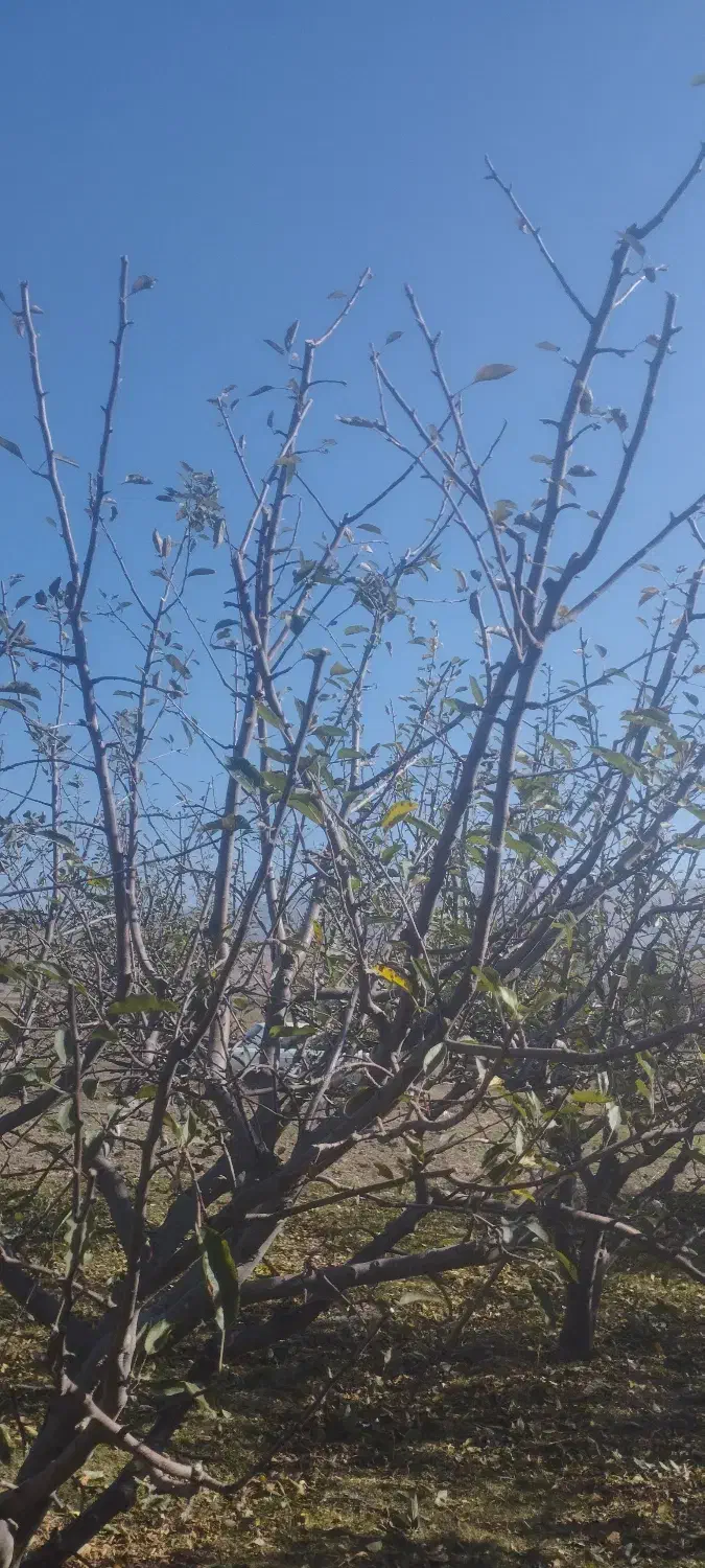 هرس درختان|خدمات باغبانی و درختکاری|اهر, |دیوار