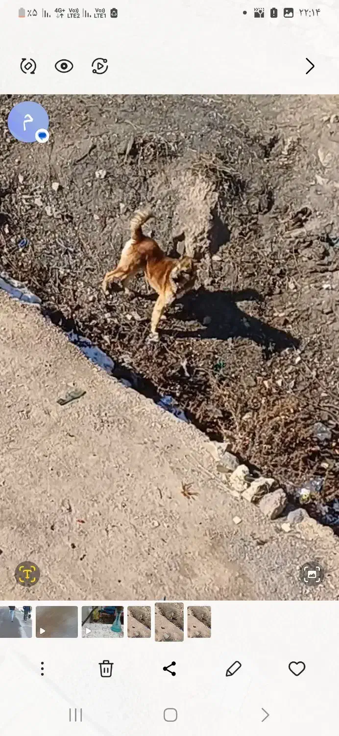 سگ سرابی|سگ|سرعین, |دیوار