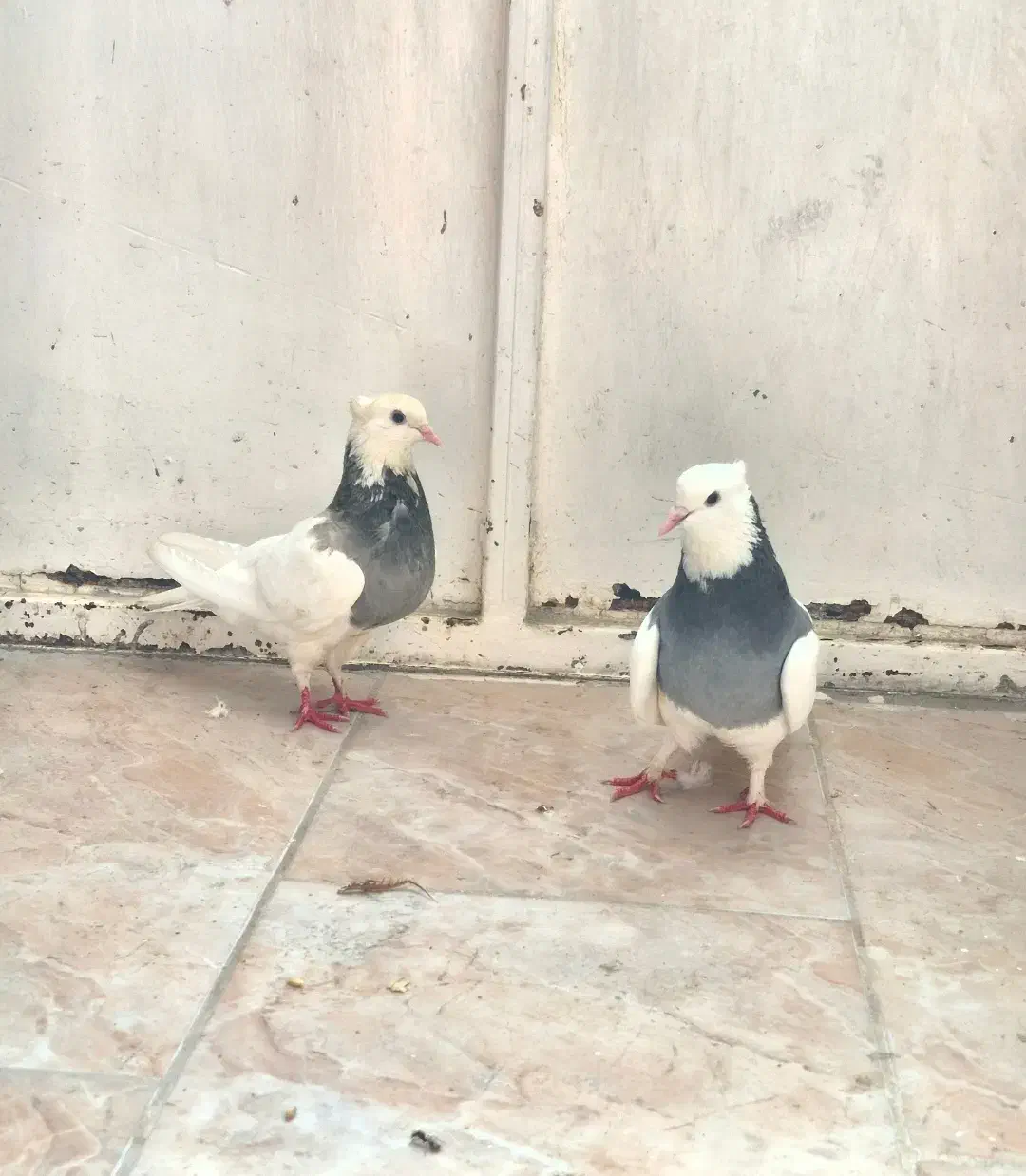 کبوتر|پرنده|صدرا-فارس, فاز ۱|دیوار