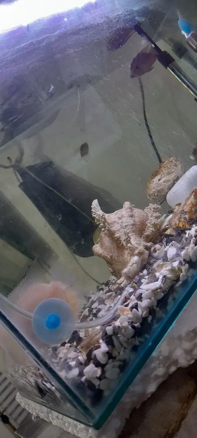 آکواریوم شیشه خم|ماهی|کرمانشاه, |دیوار