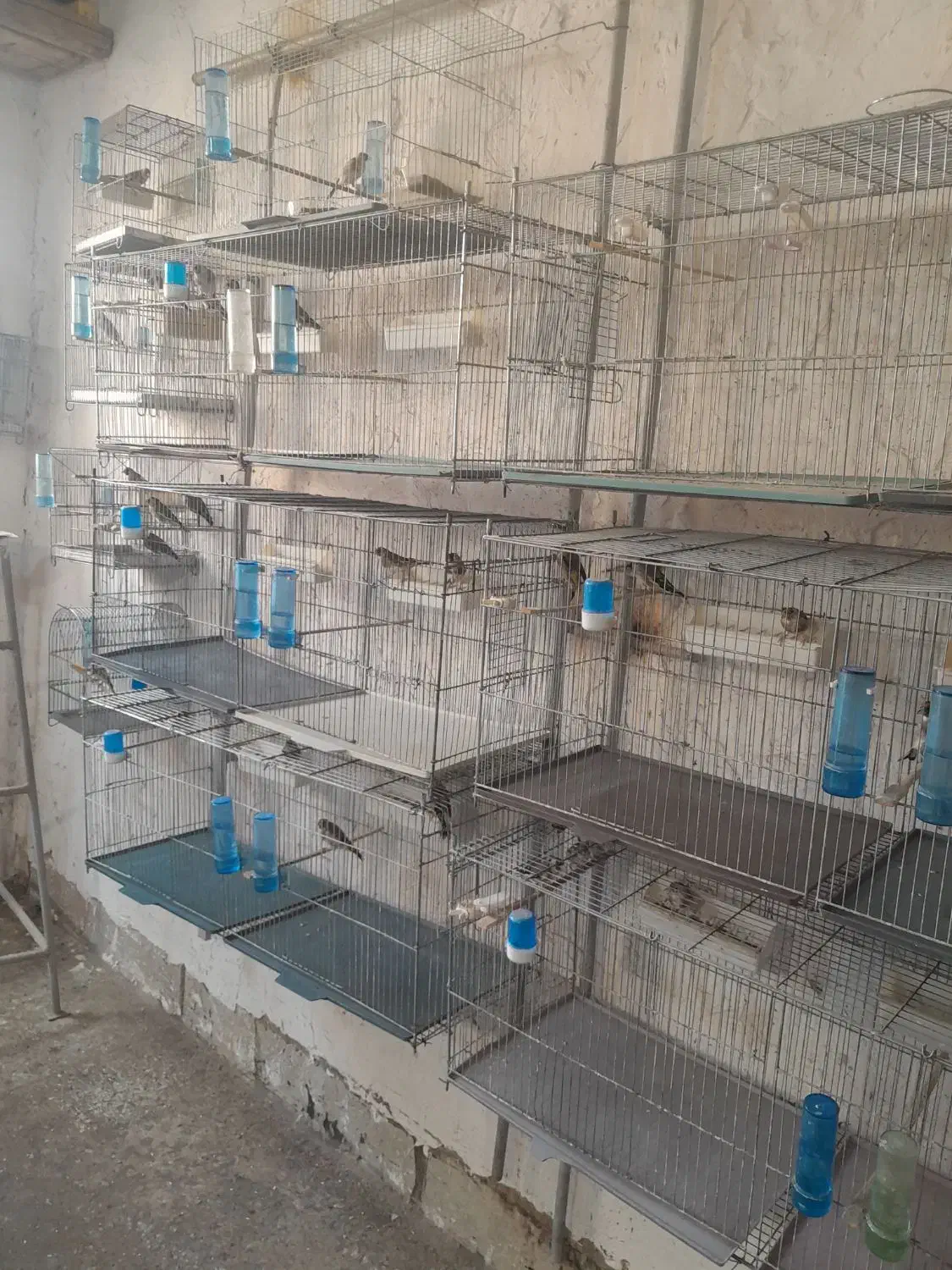 سهره نر .|پرنده|ساوه, |دیوار